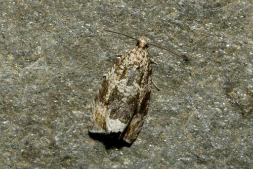 Celypha lacunana
